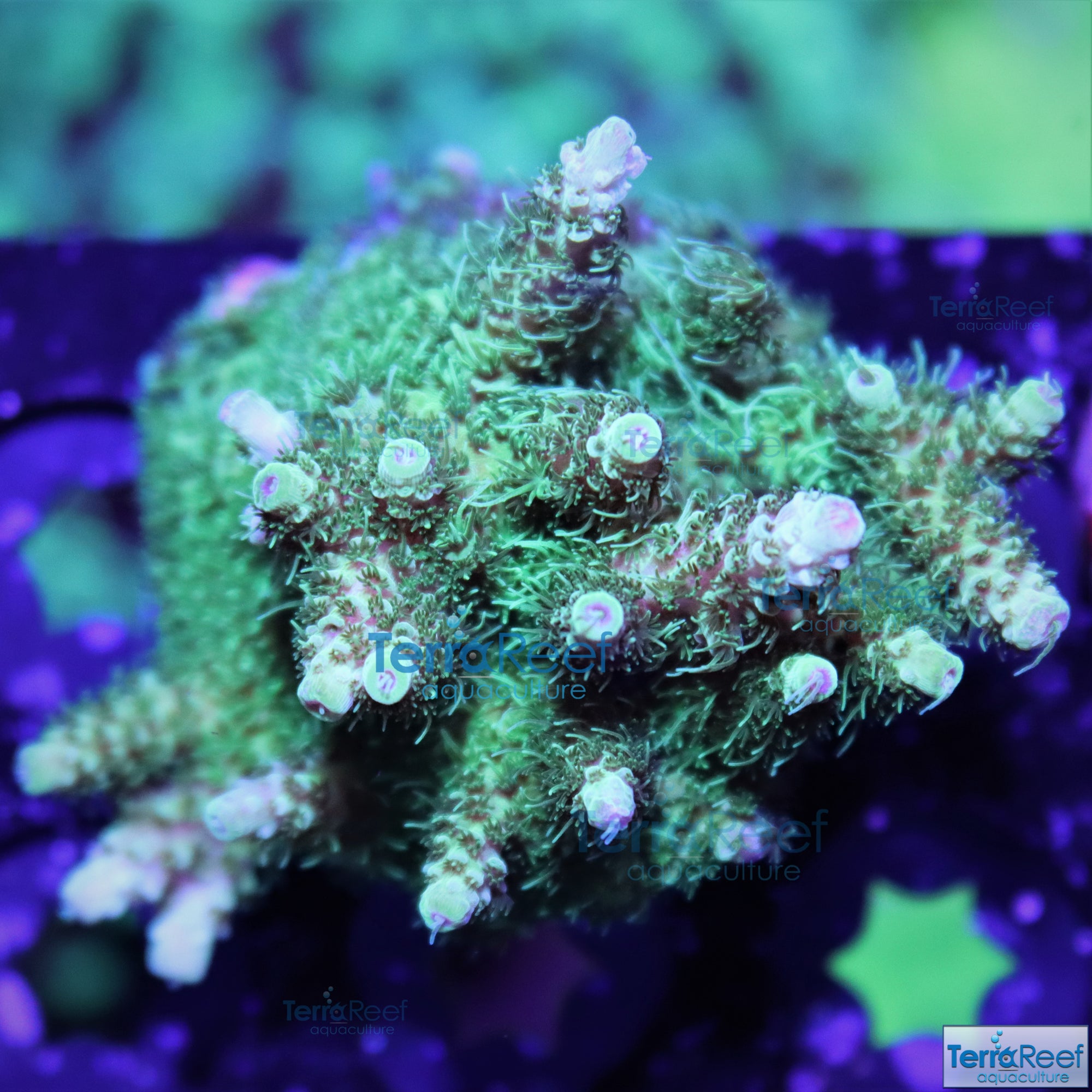 Frilly Green Acro Frag Stock