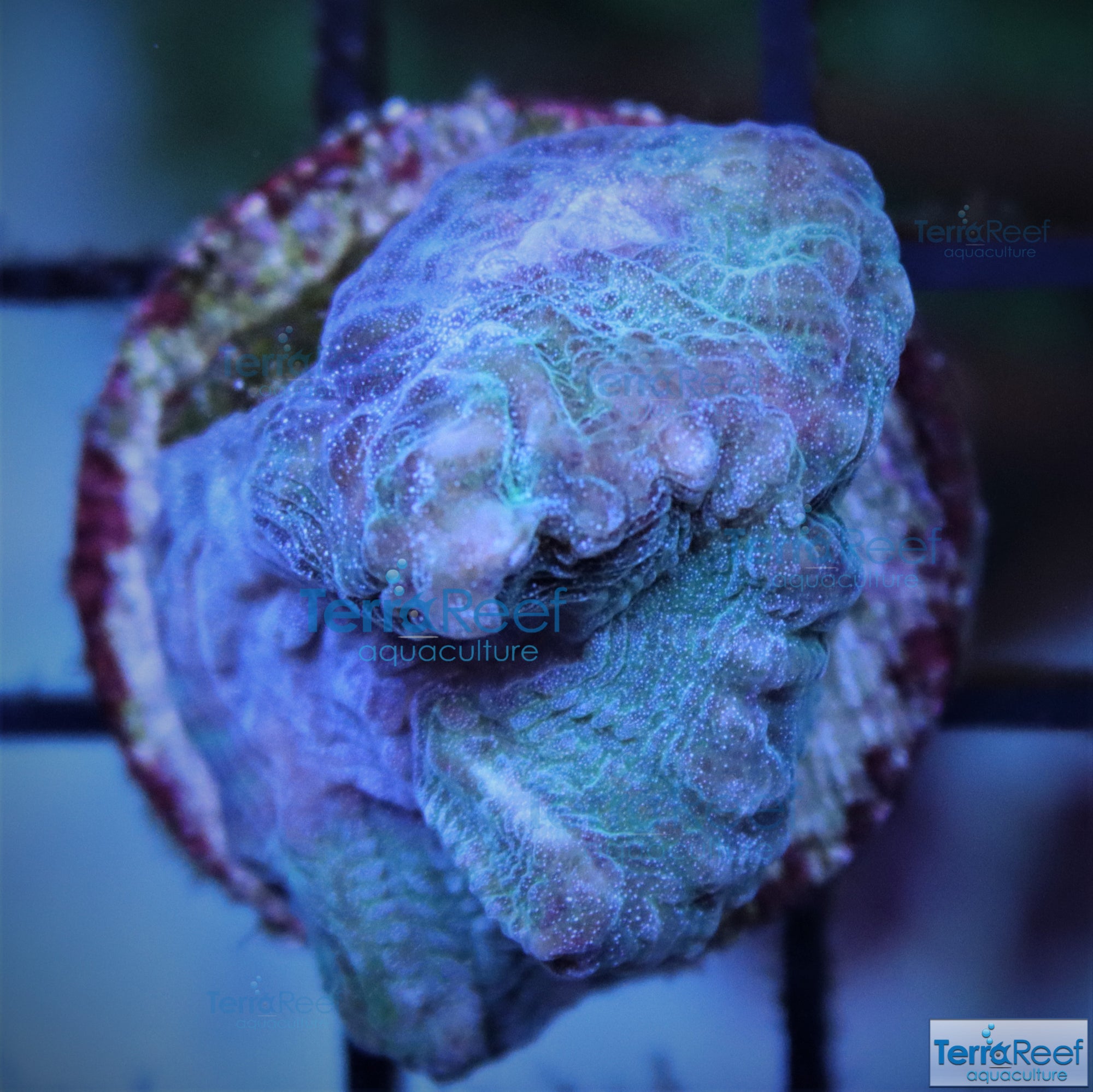 Green and Teal Oulophyllia bennettae coral Stock
