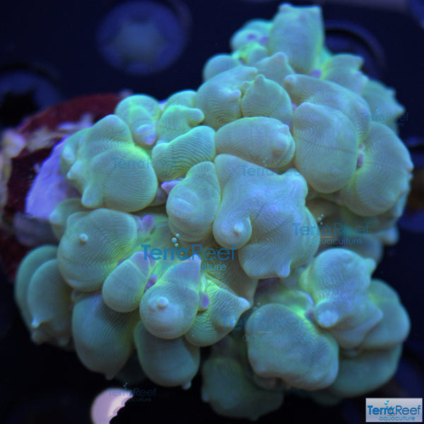 Green Bubble Coral Stock