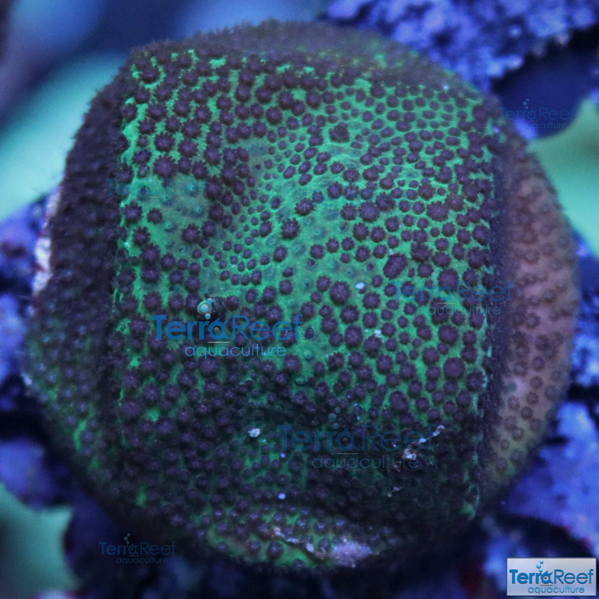Porites Coral Aquacultured SPS Frag Stock