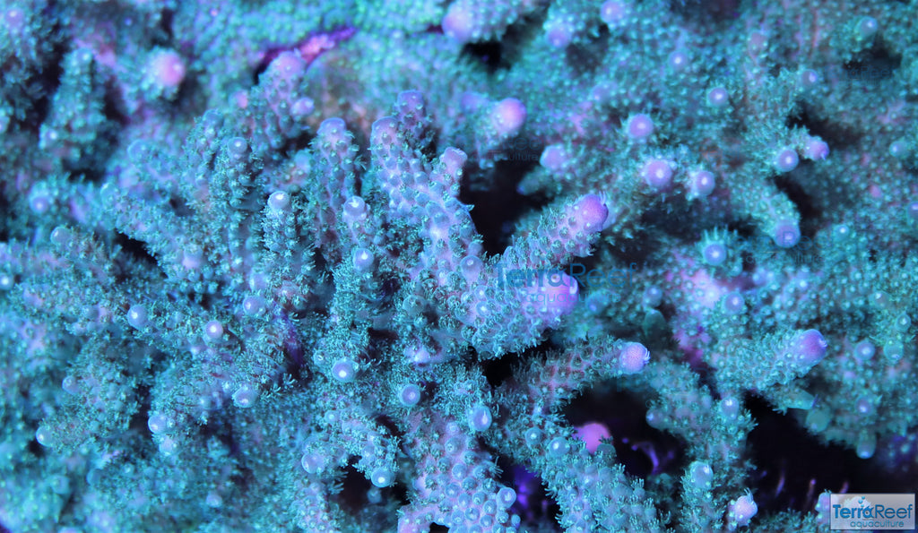 Stubby Finger Acro Frag Stock