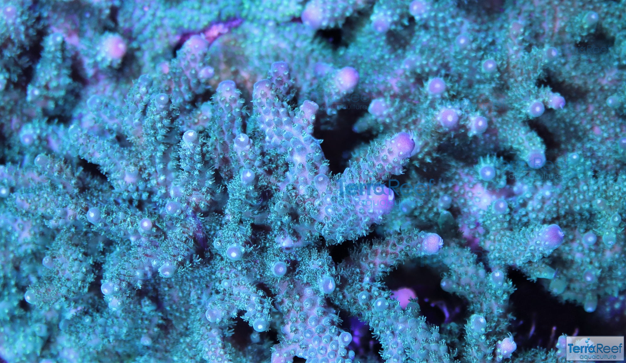 Stubby Finger Acro Frag Stock