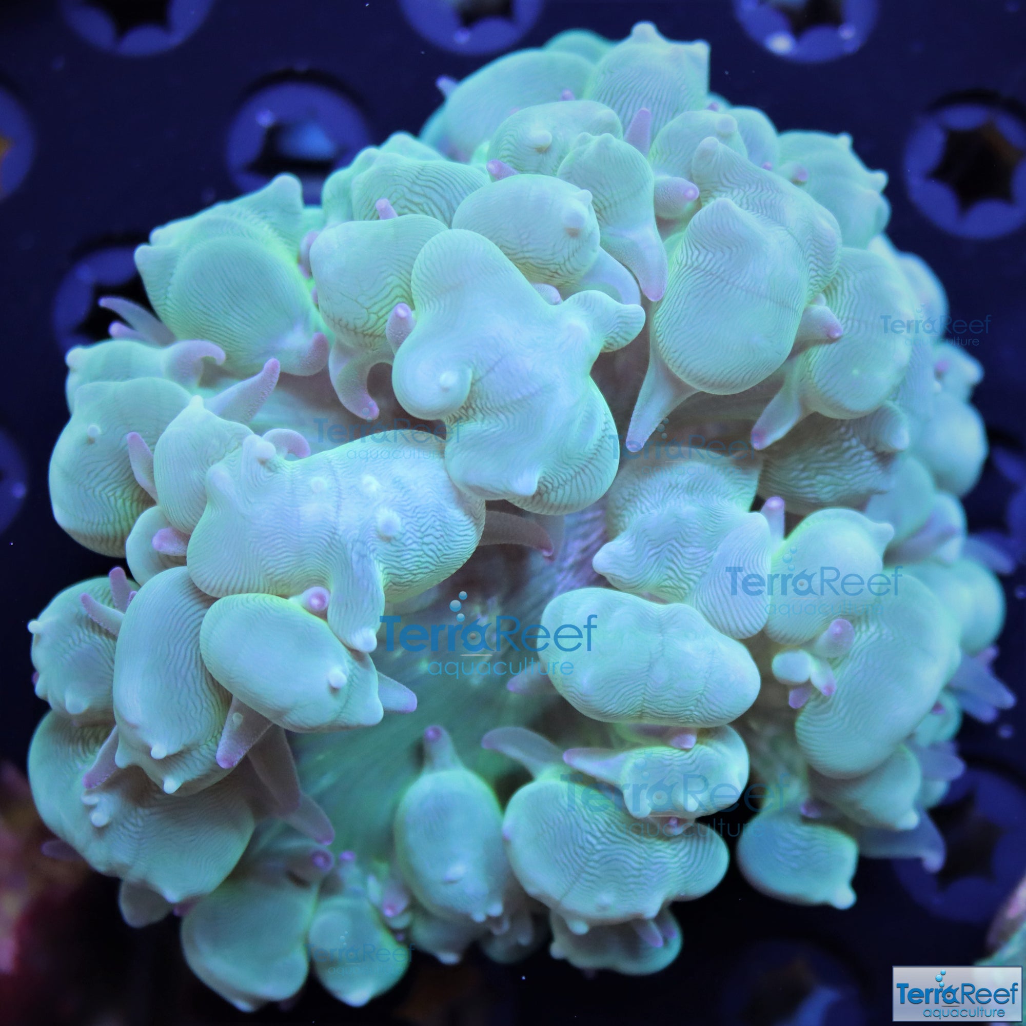 Green Bubble Coral Stock