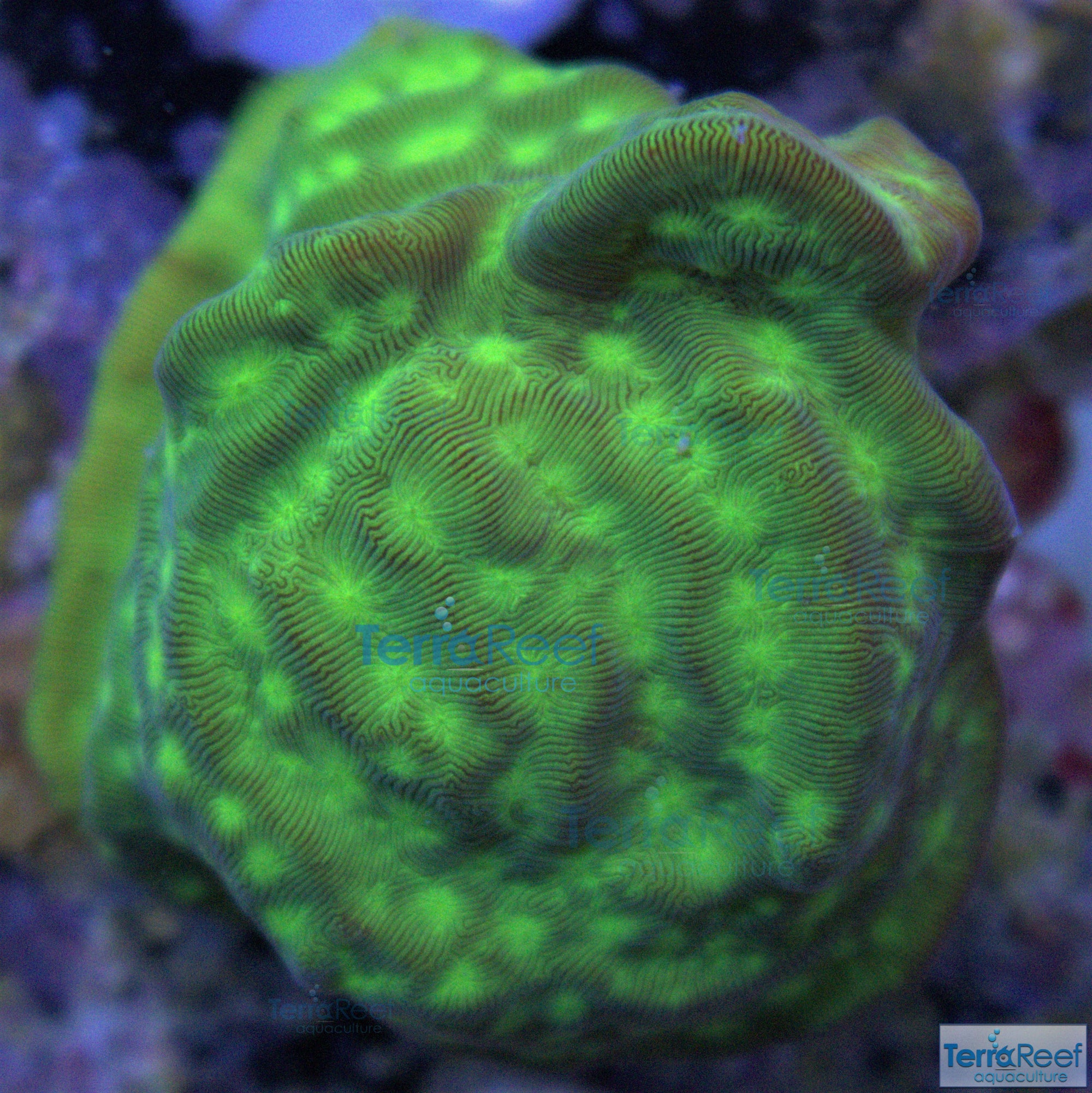 Green Leptoseris Frag Stock