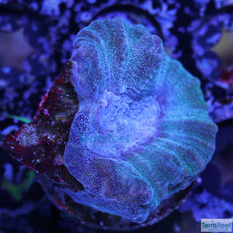 Green and Teal Ouluphyllia bennettae coral Stock