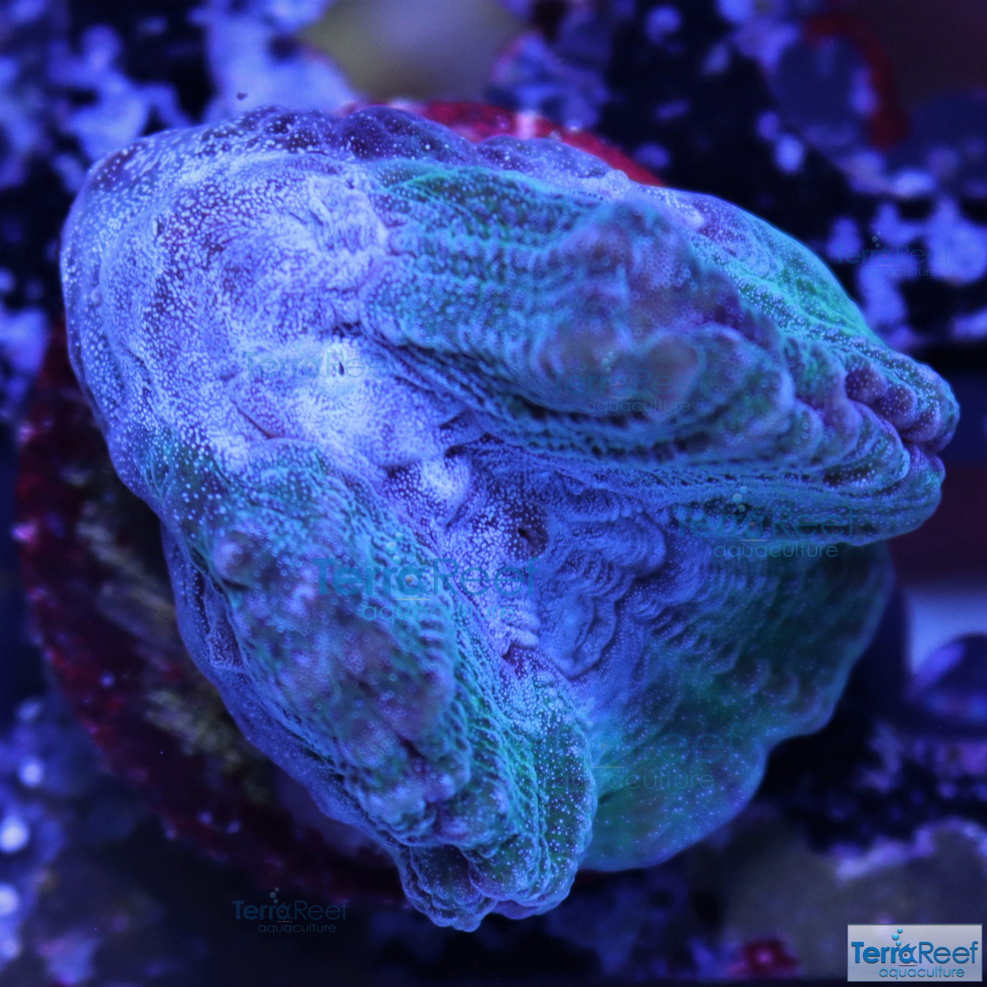 Green and Teal Oulophyllia bennettae coral Stock