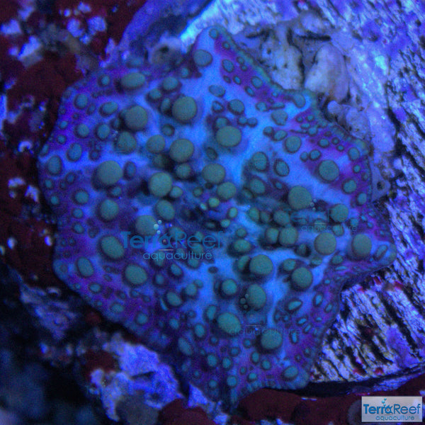 Crazy Sully Mushroom coral