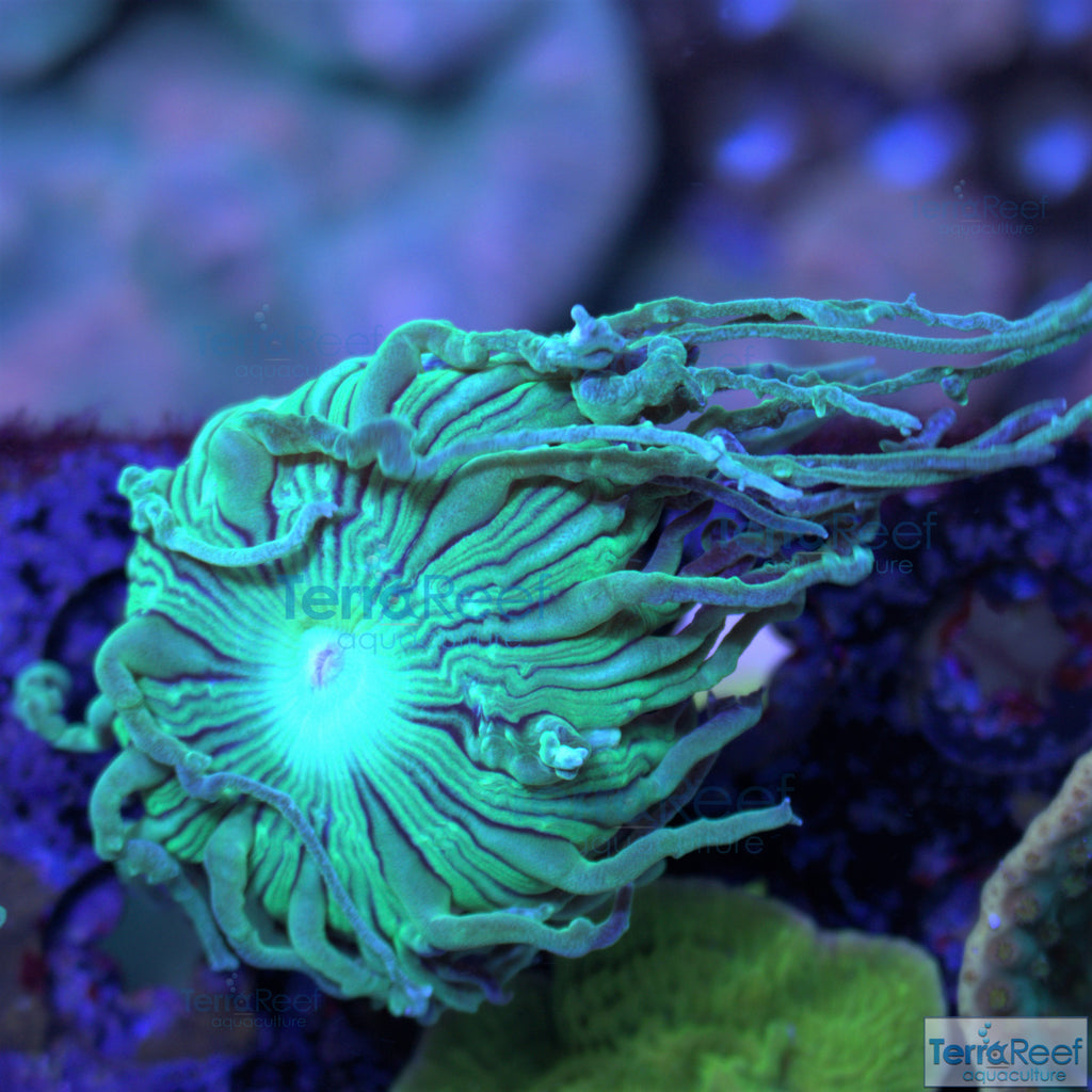 Duncan Coral Duncanopsammia axigua Stock
