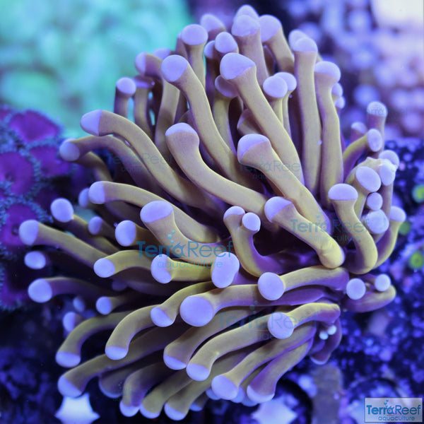 Aquacultured Aussie Gold Torch Coral Stock