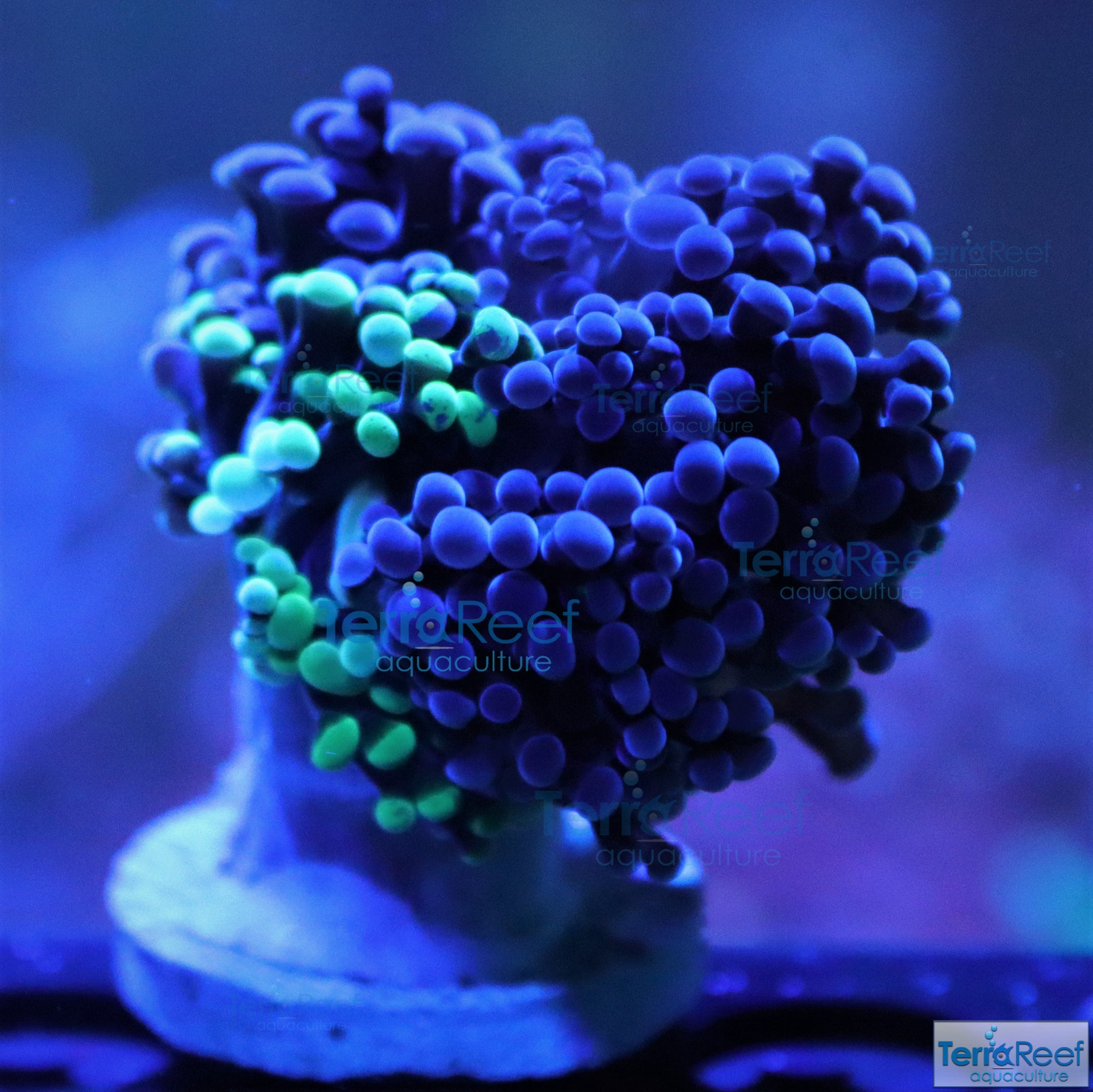 TerraReef MF Sweet Rainbow Bicolor Frogspawn Stock