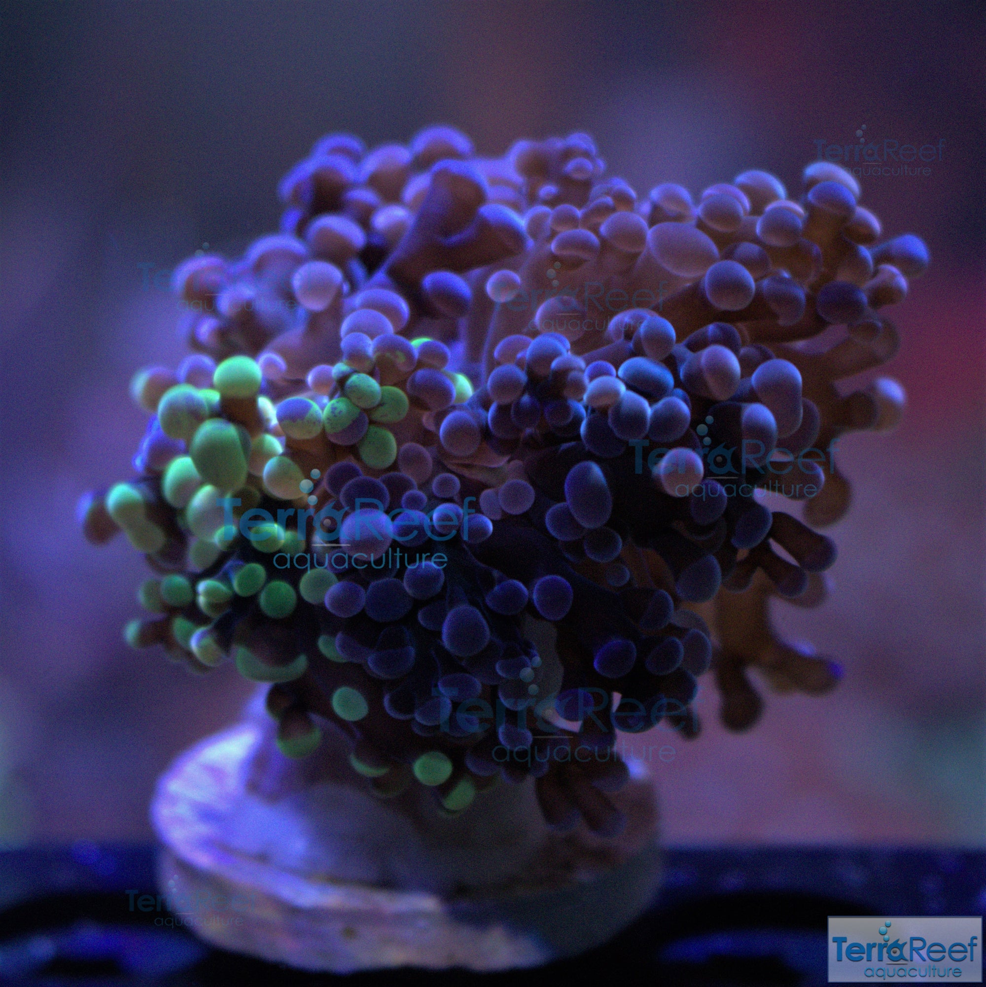 TerraReef MF Sweet Rainbow Bicolor Frogspawn Stock