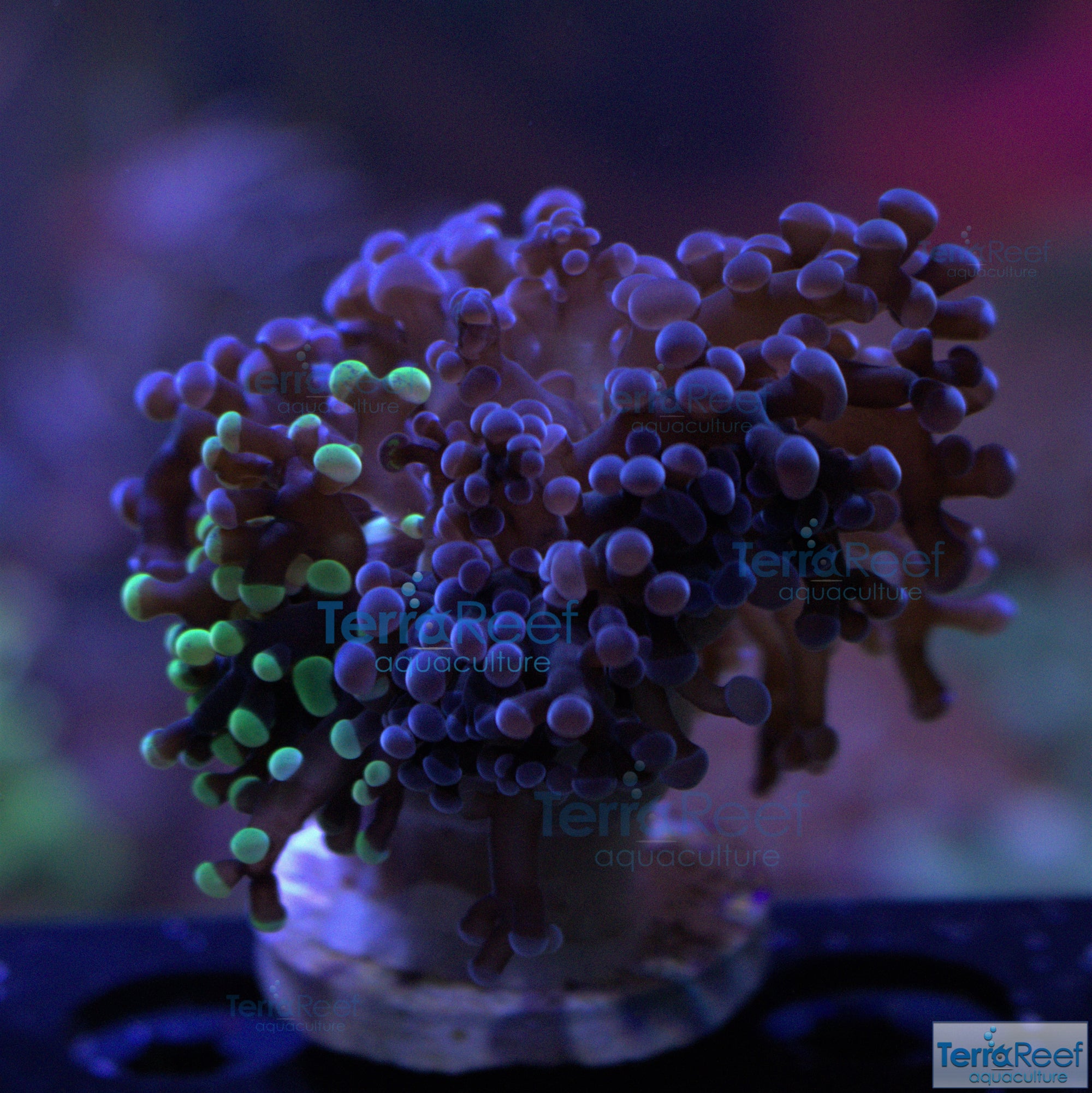 TerraReef MF Sweet Rainbow Bicolor Frogspawn Stock