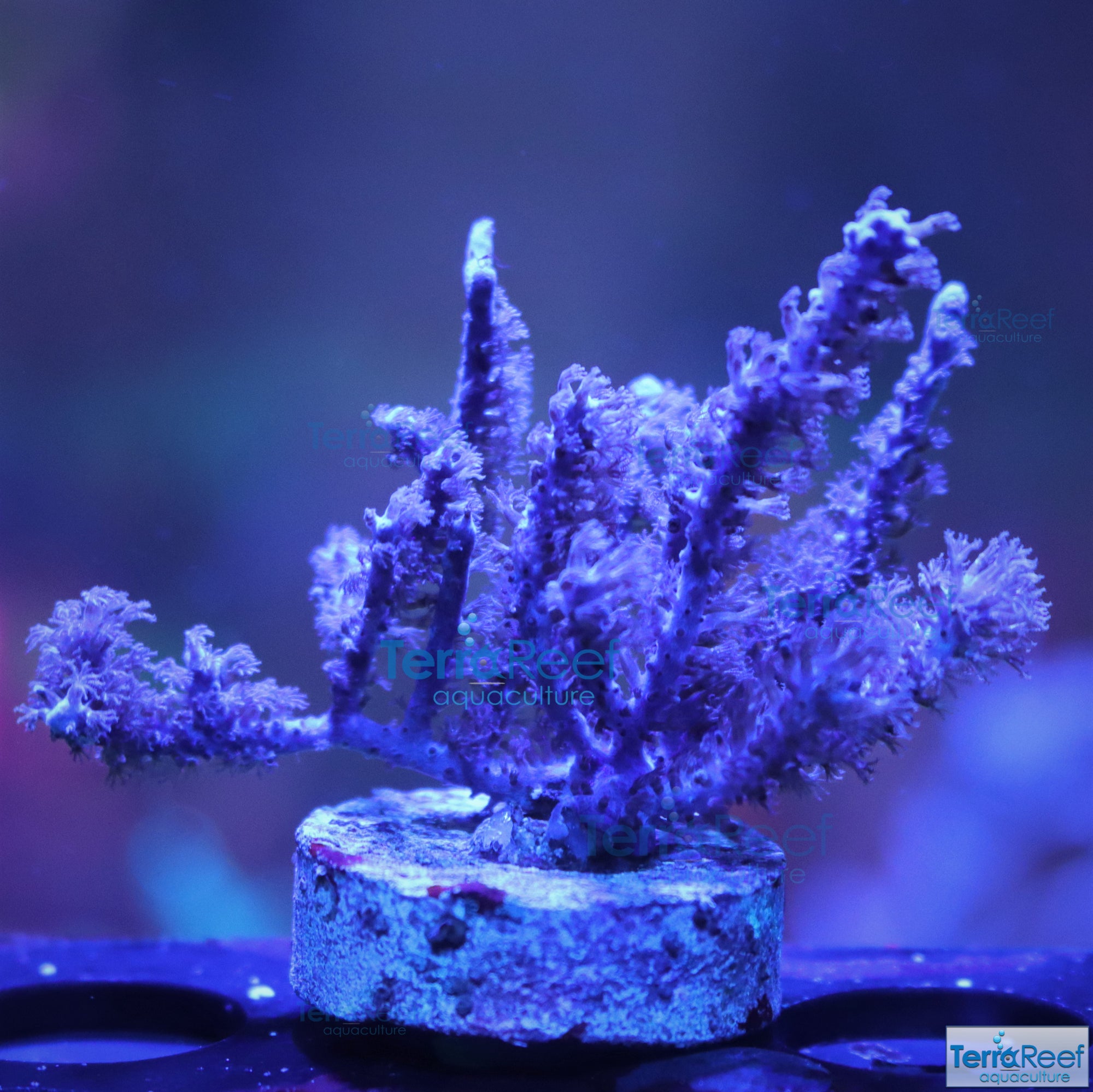 Dark Purple Gorgonian Stock