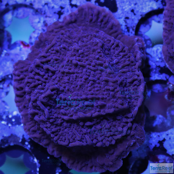 ORA Purple Montipora capricornis Frag Stock