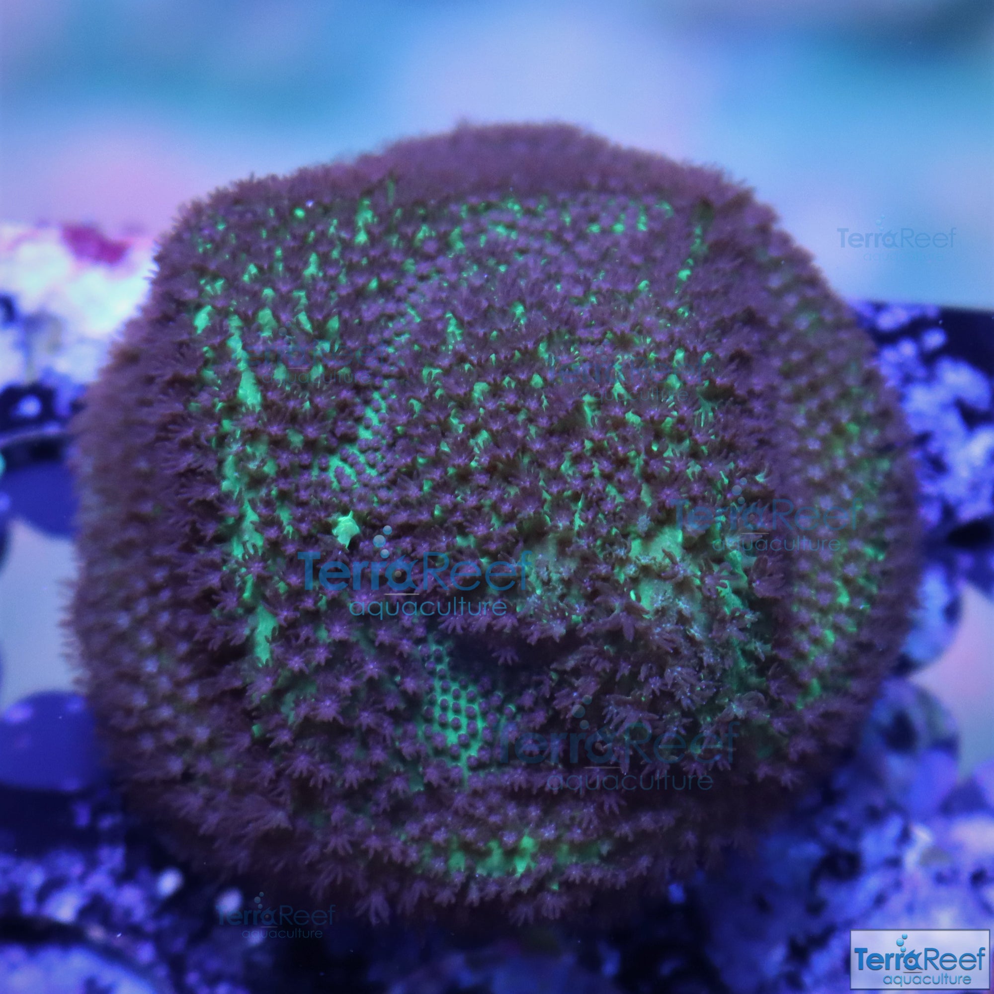 Porites? Coral Aquacultured SPS Frag Stock