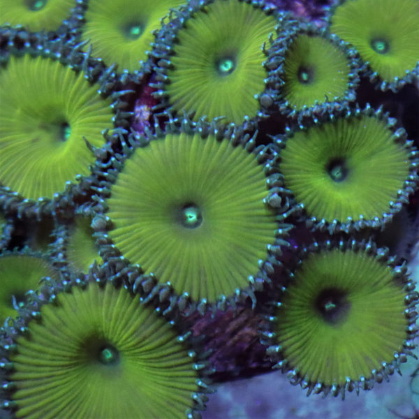 Nuclear Green Paly Zoanthid Frag Stock