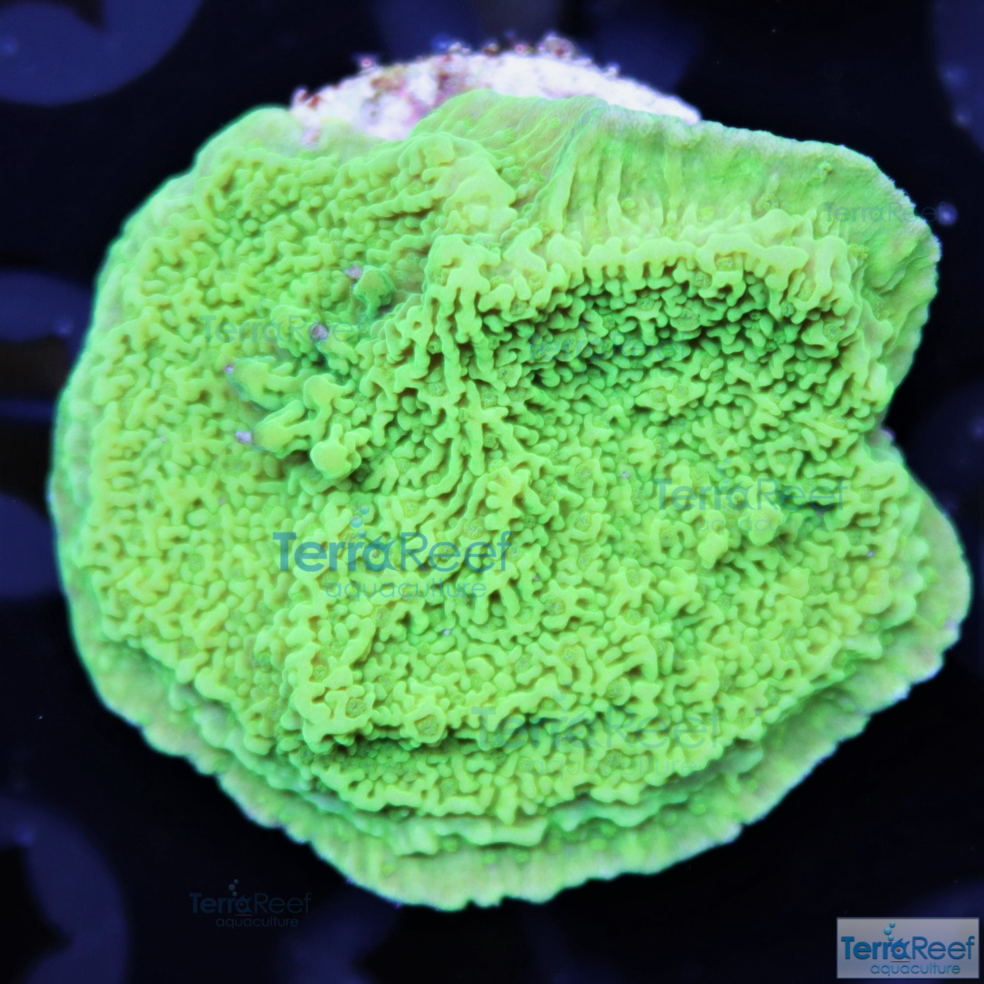 Green Montipora capricornis Frag Stock