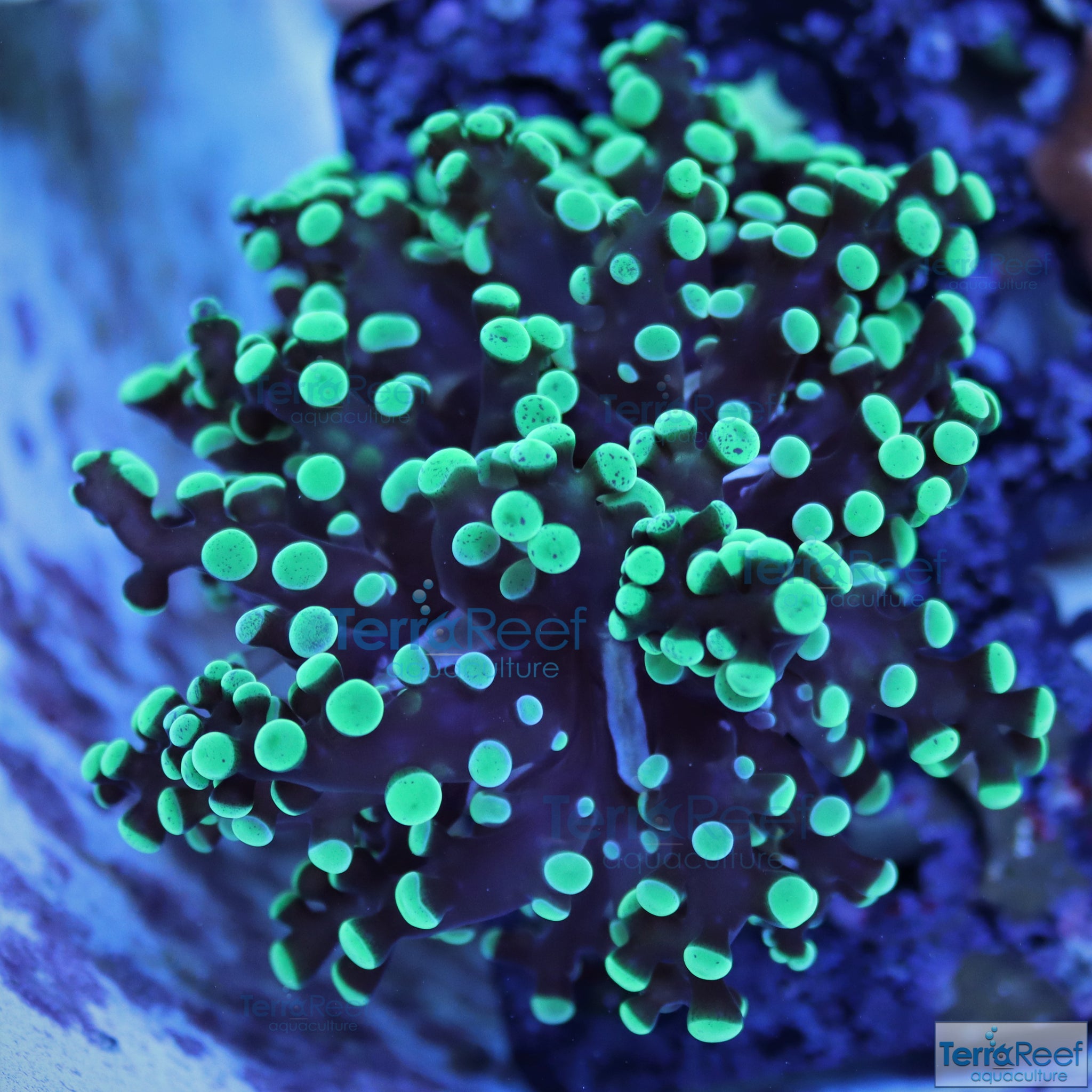 Green frogspawn Coral Frag Stock