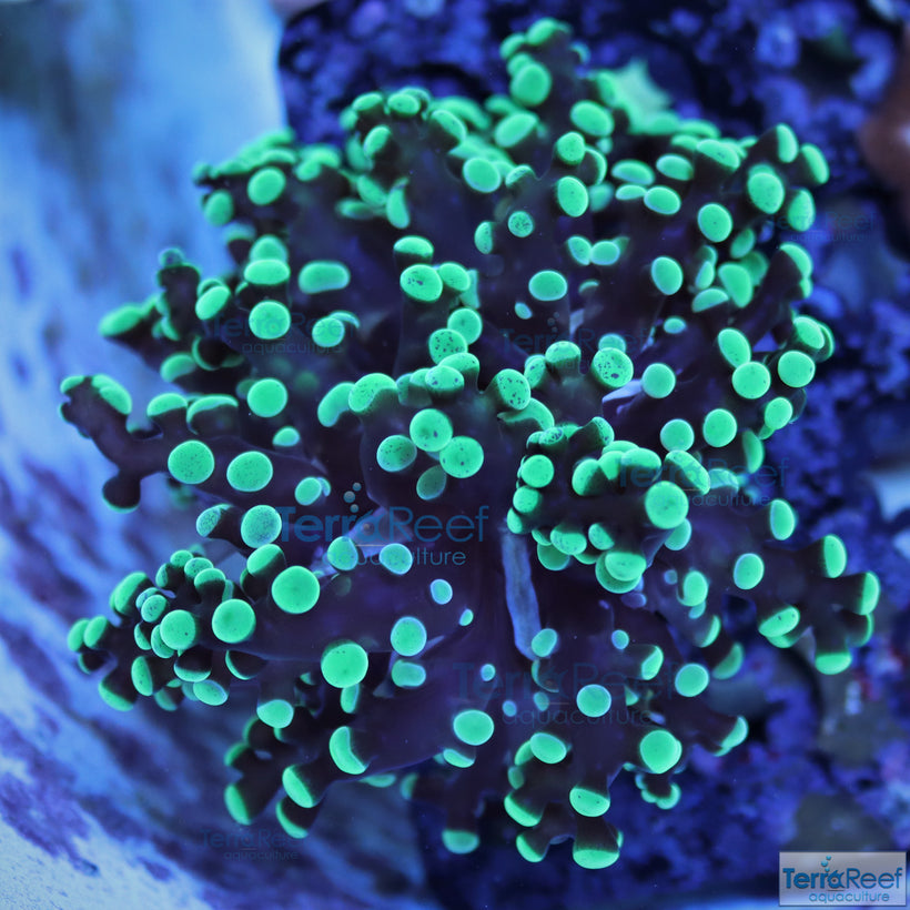 Live corals for sale on special
