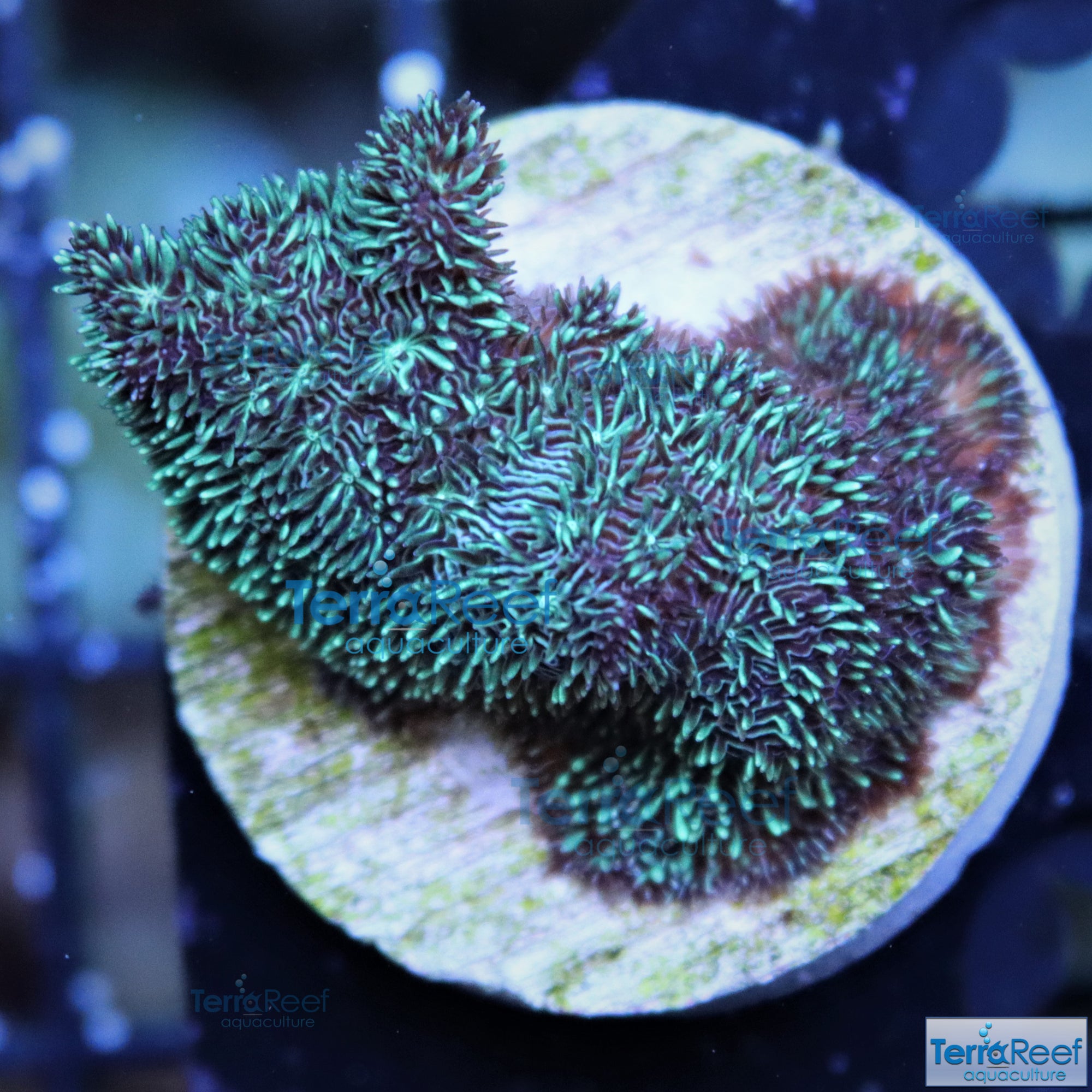 "Shaggy couch Pavona coral"