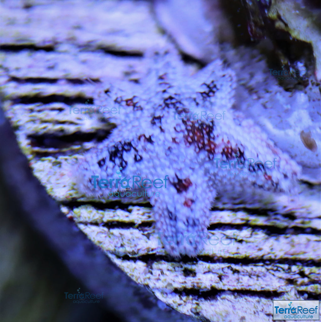 Pack of "Asterina" Aquilonastra SeaStars Starfish