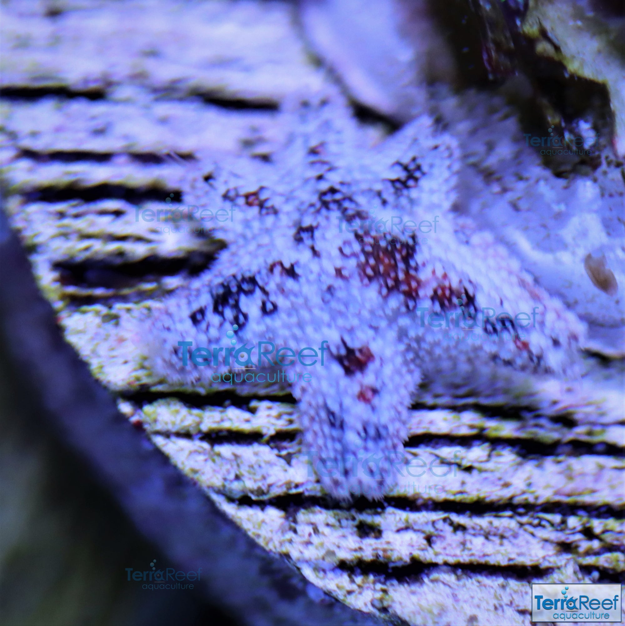 Pack of "Asterina" Aquilonastra SeaStars Starfish