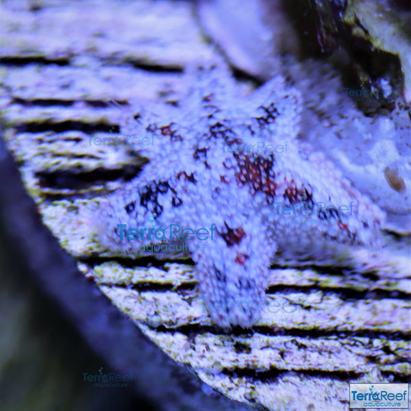Pack of "Asterina" Aquilonastrea SeaStars Starfish TerraReef