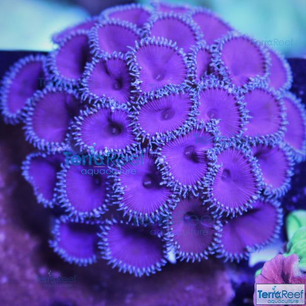 Purple Death Paly Frag Stock