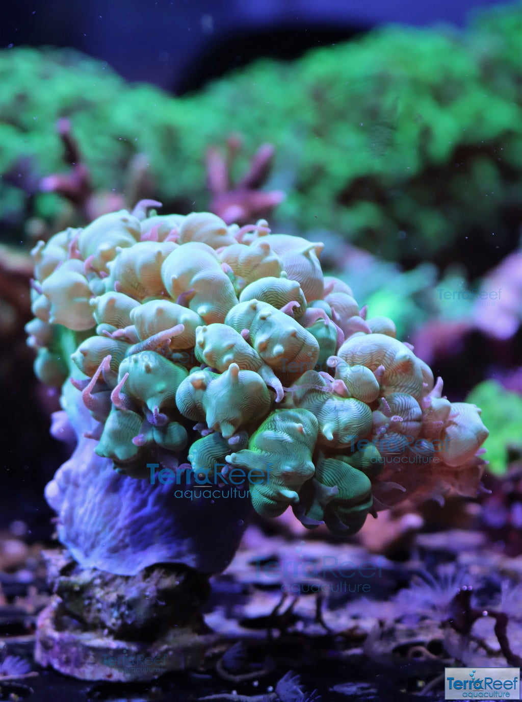 Green Bubble Coral Stock