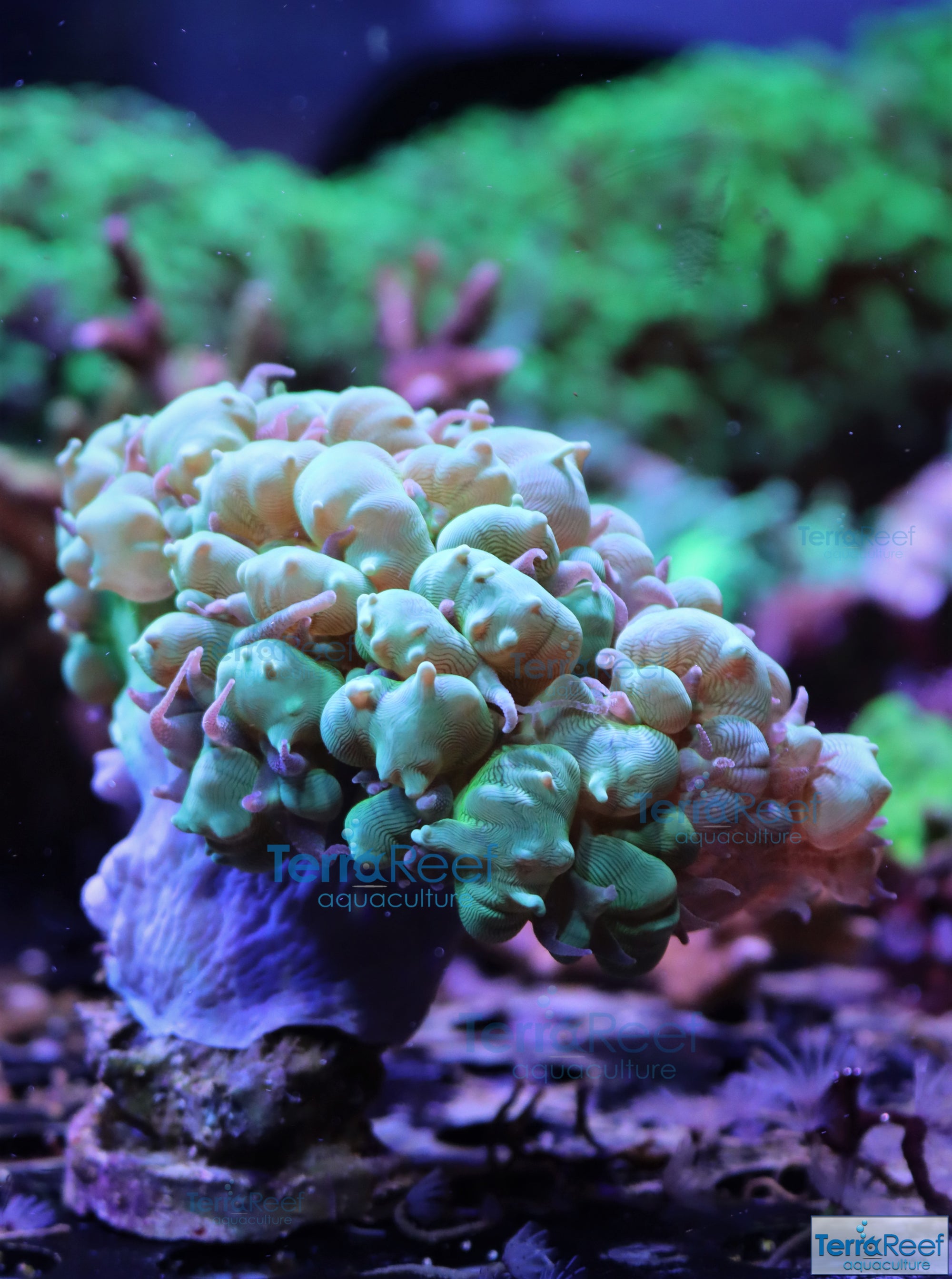 Green Bubble Coral Stock