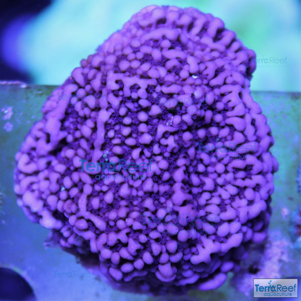 ORA Purple Montipora capricornis Frag Stock