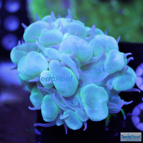 Green Bubble Coral Stock