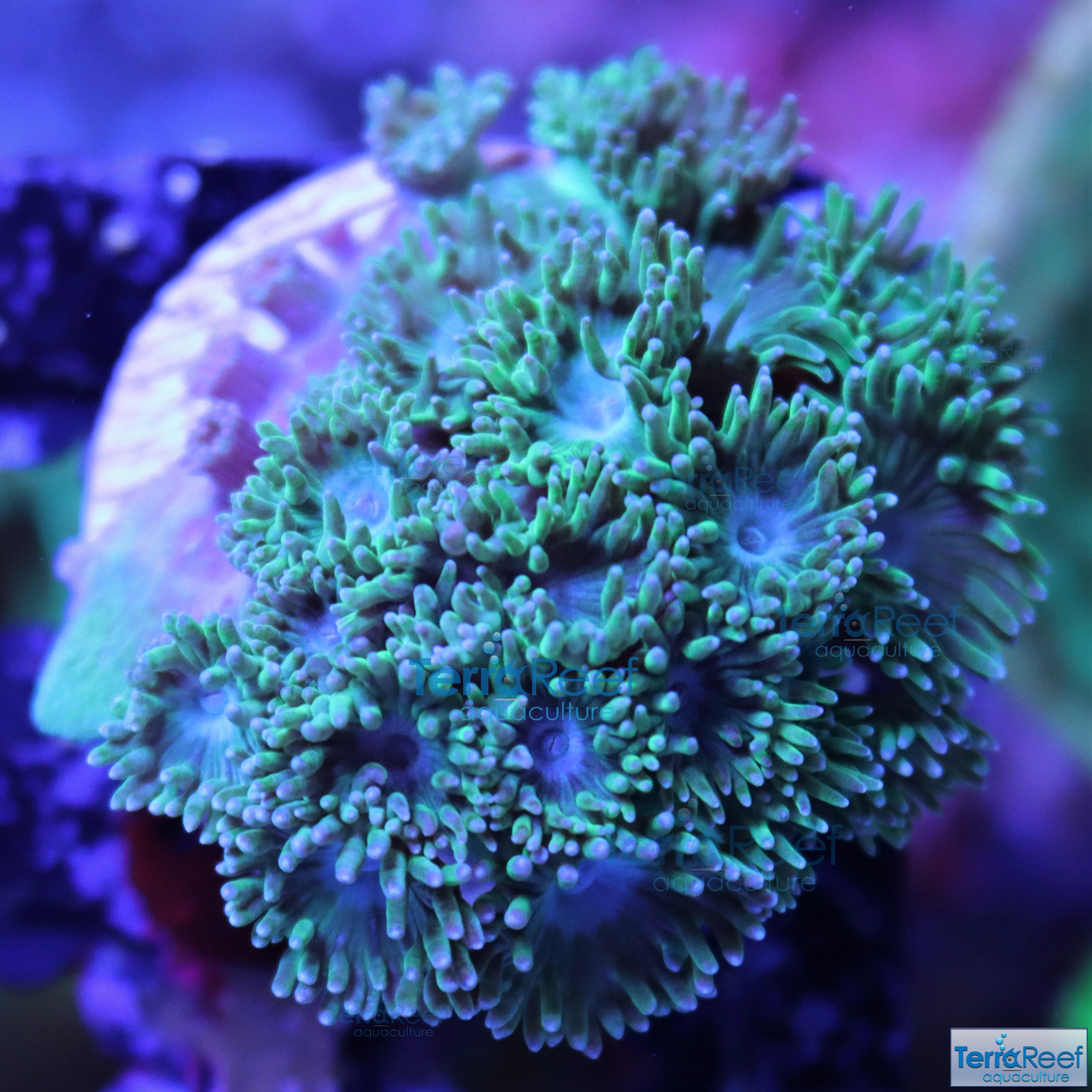 Pagoda cup coral (Turbinaria / Duncanopsammia sp.) Frag Stock