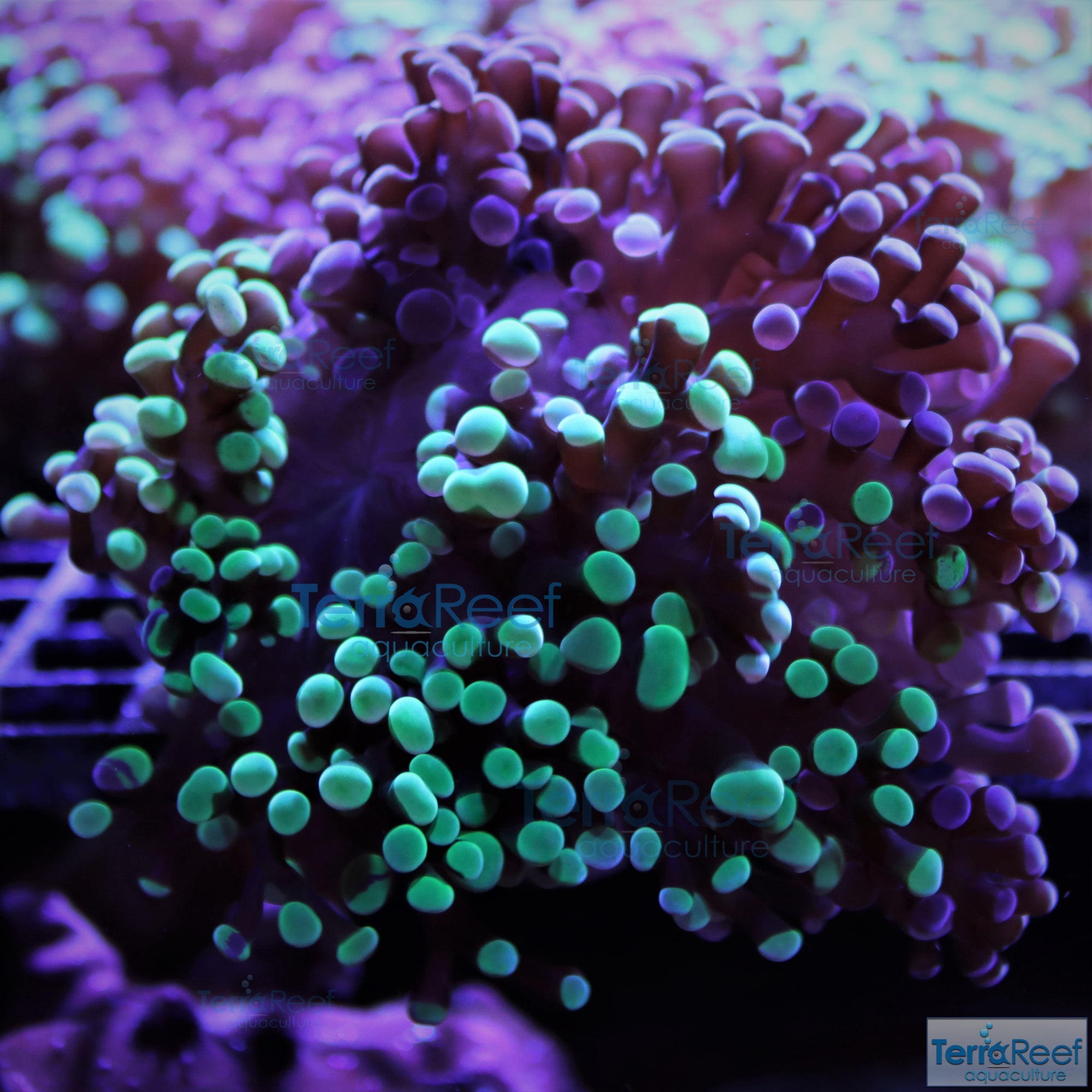 TerraReef MF Sweet Rainbow Bicolor Frogspawn Stock