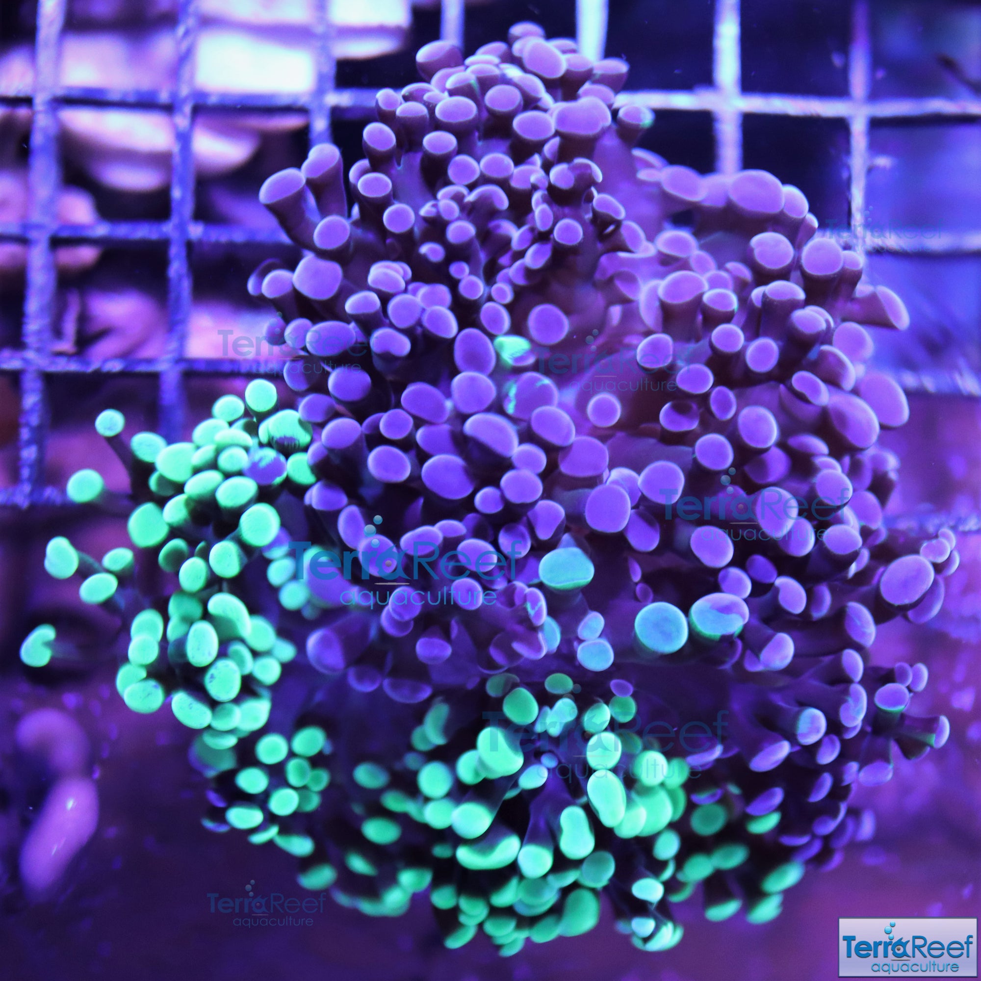 TerraReef MF Sweet Rainbow Bicolor Frogspawn Stock