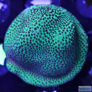 Porites Coral Aquacultured SPS Frag Stock