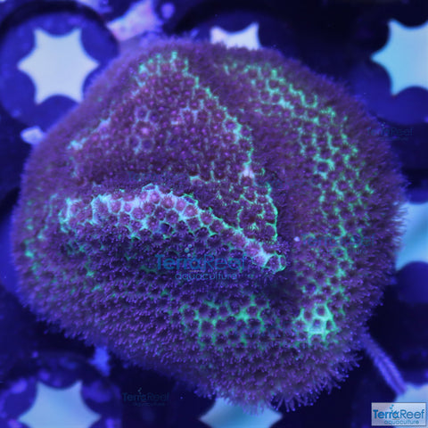 Sand Dollar Frag Stock