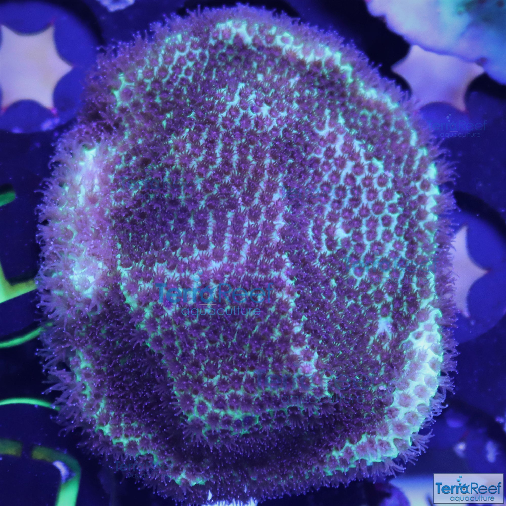 Sand Dollar Frag Stock