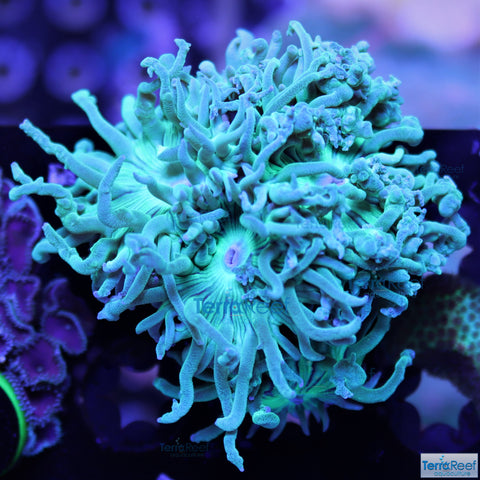 Duncan Coral Duncanopsammia axigua Stock