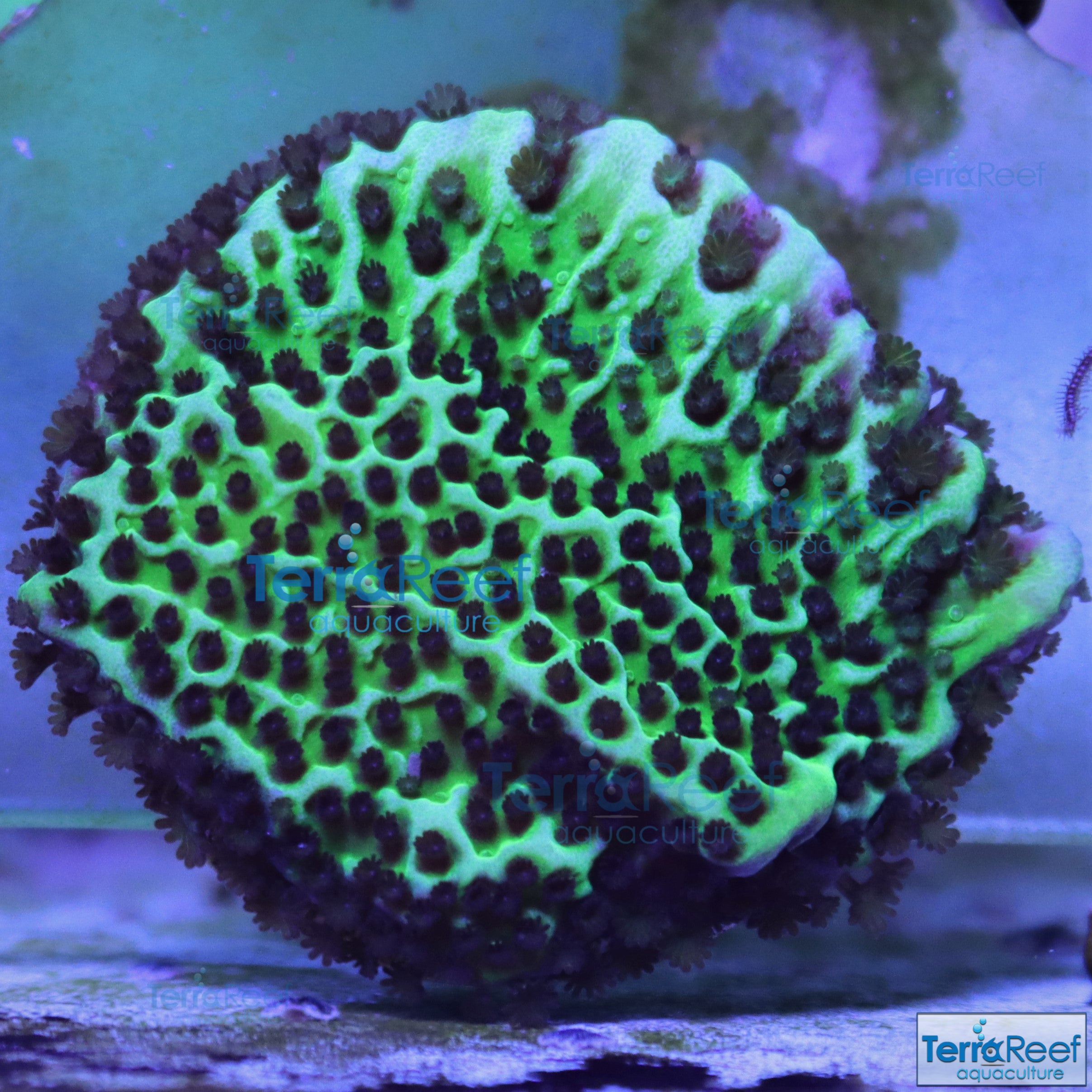 Montipora spongodes Frag Stock – TerraReef