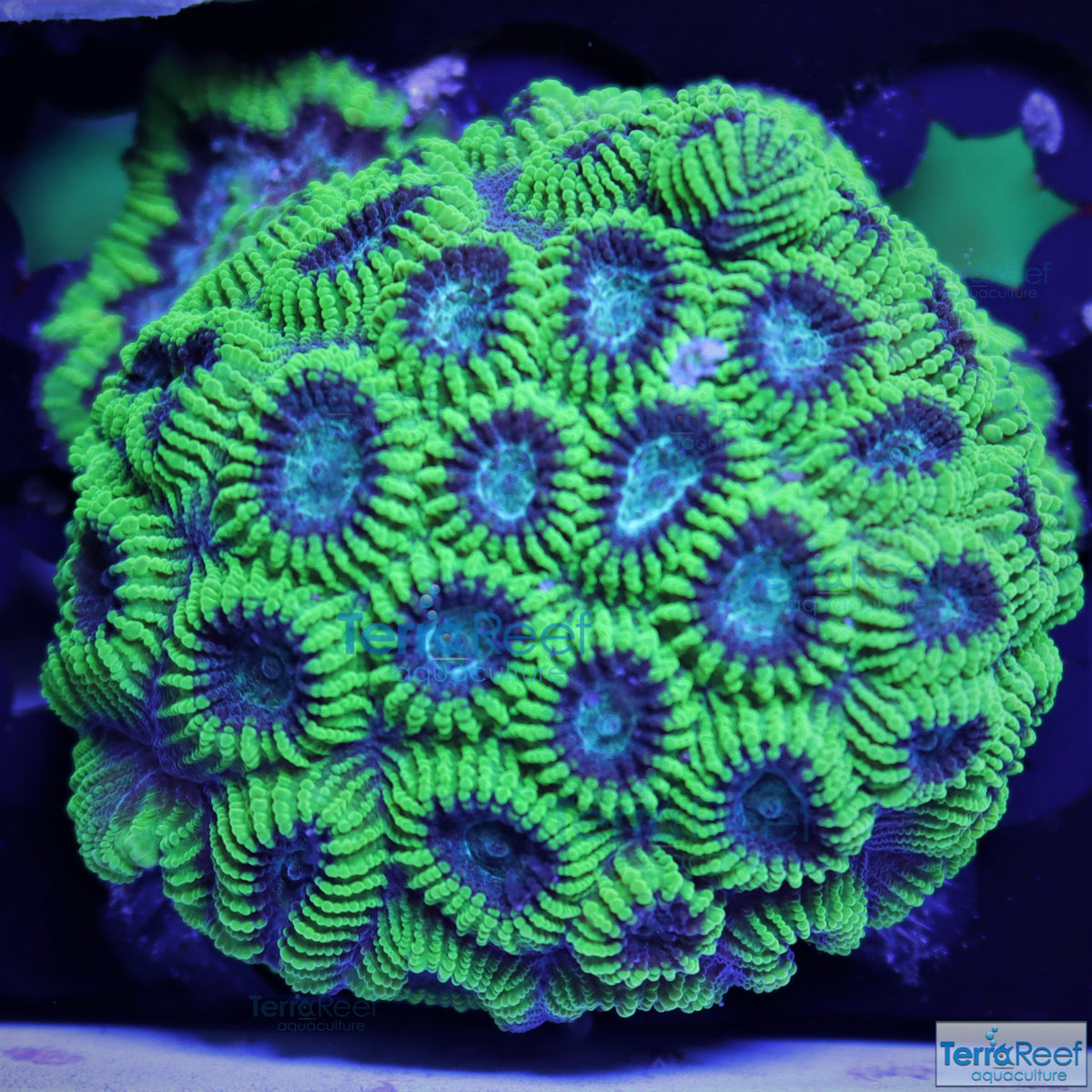 Green Brain Coral Frag Favia Favites Stock TerraReef