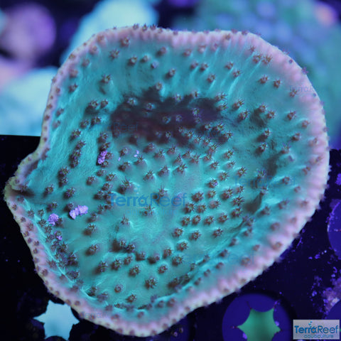 Green Scroll coral Frag Stock
