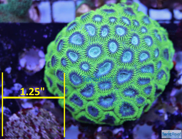 Green Brain Coral Frag Favia Favites Stock
