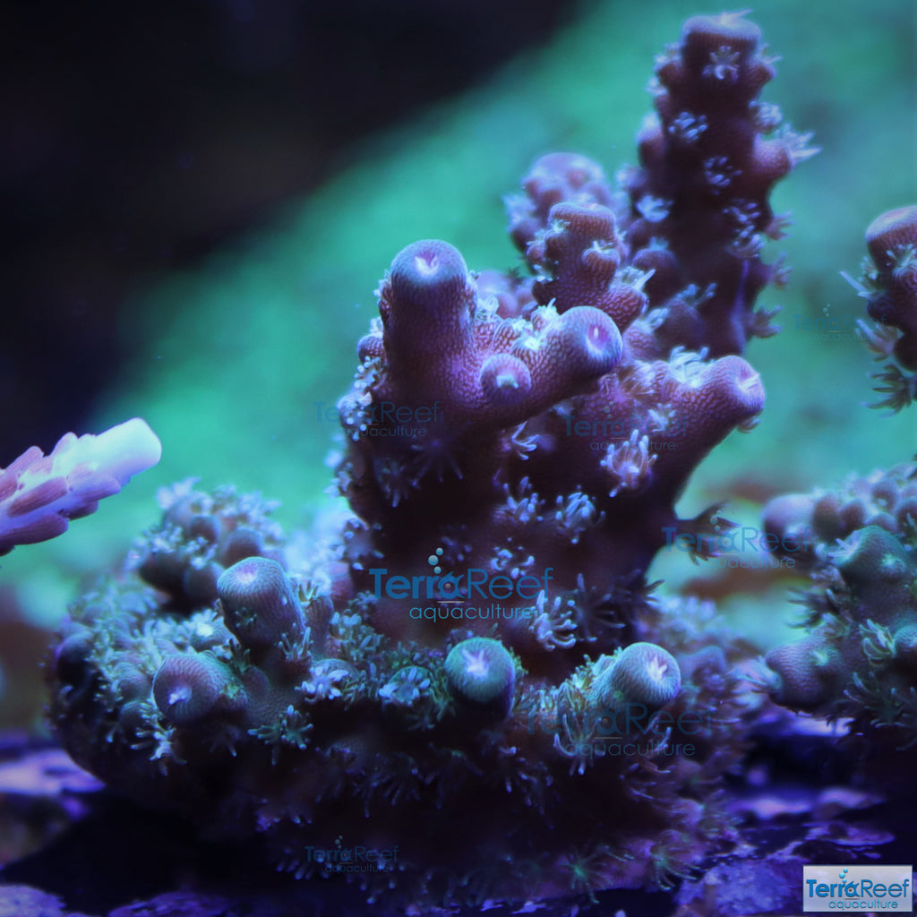 Stubby Finger Acro Frag Stock