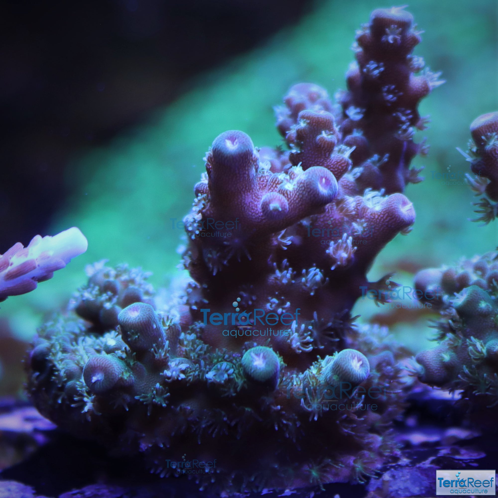 Stubby Finger Acro Frag Stock