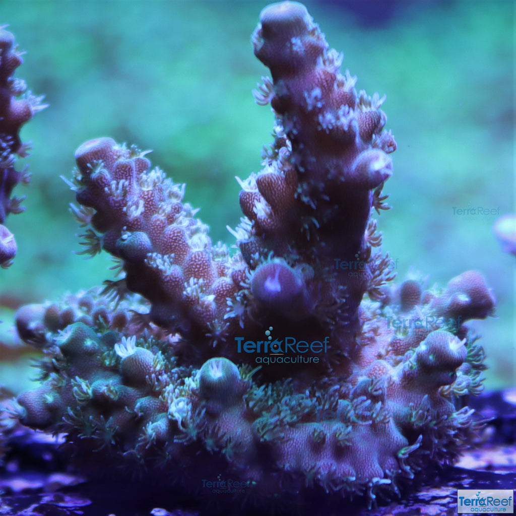 Stubby Finger Acro Frag Stock