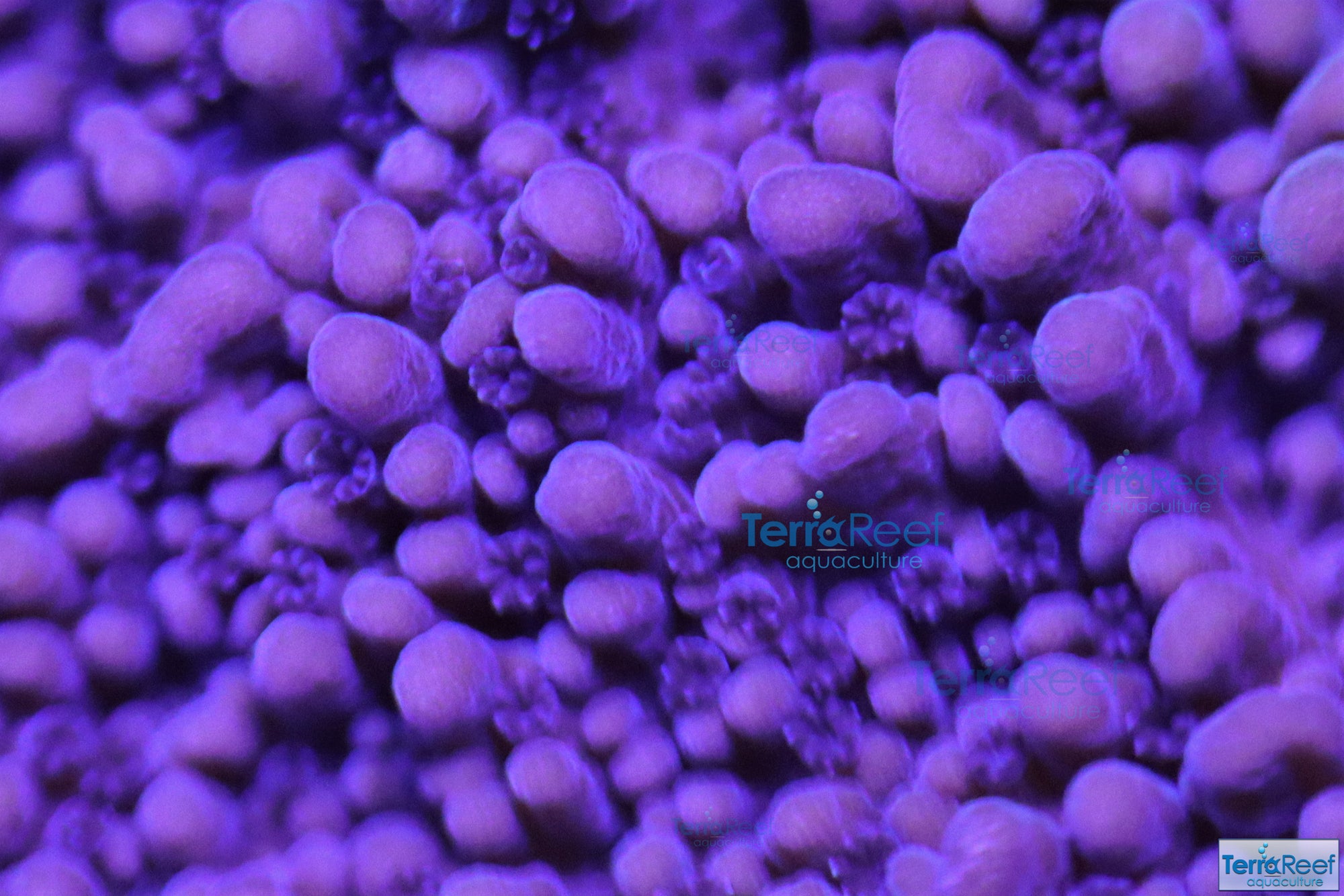 ORA Purple Montipora capricornis Frag Stock
