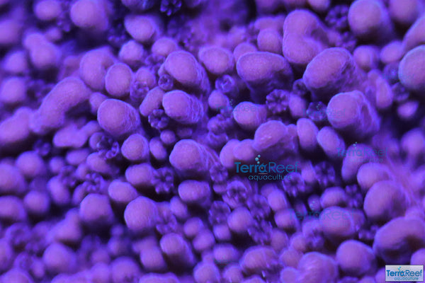 ORA Purple Montipora capricornis Frag Stock