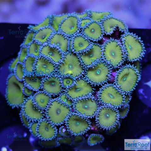 Nuclear Green Paly Zoanthid Frag Stock