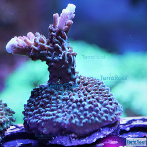 Blue tip Acropora Stock